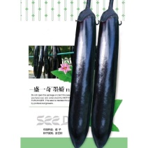 盛一奇墨娇黑长茄种子软糯口感好春秋露地冬季保护地栽培