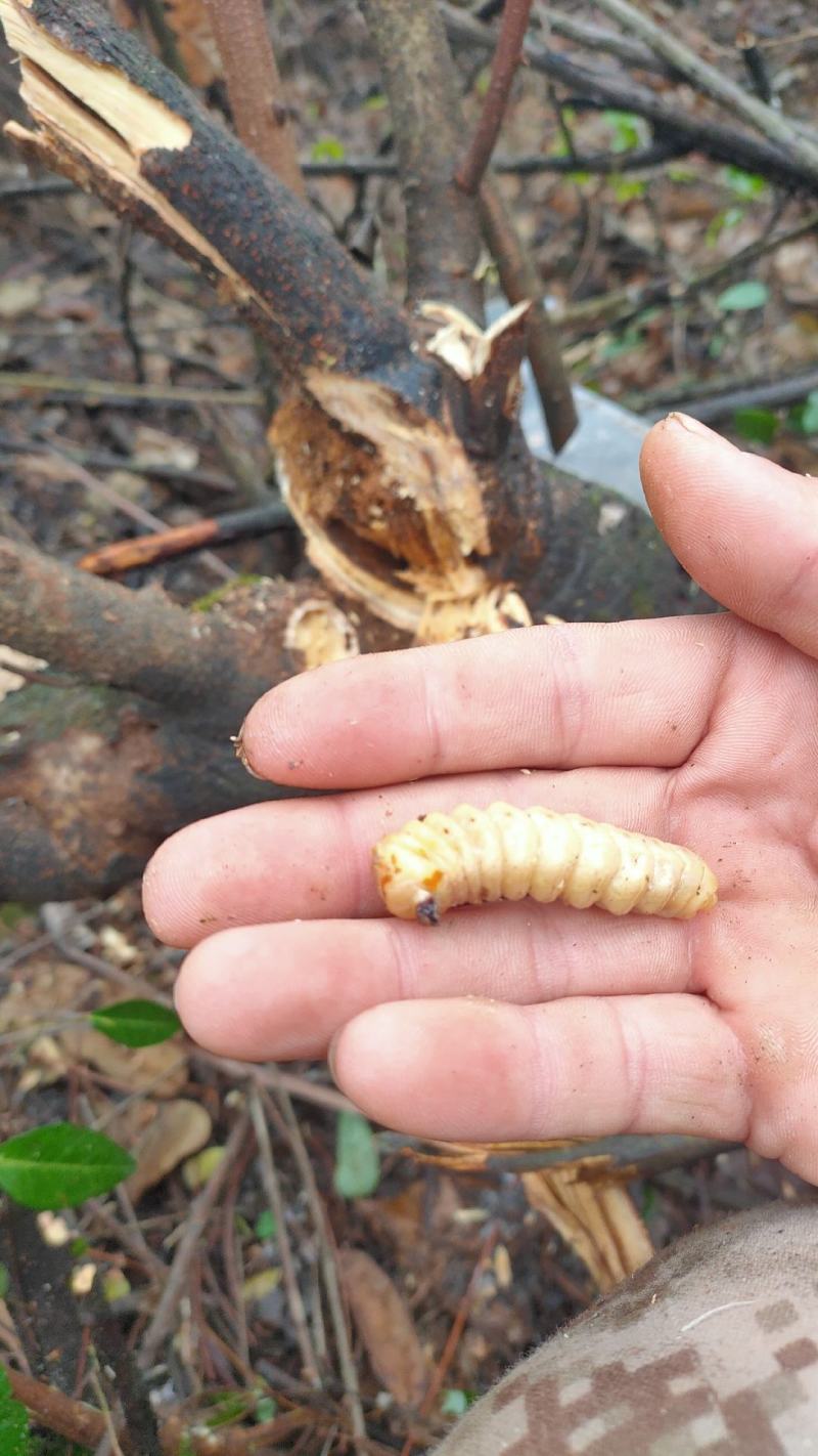 斗米虫,鸟不踏刺虫,云实树里面的斗米虫小孩厌食挑食增强抵
