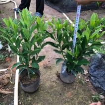 非洲茉莉