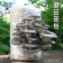平菇菌包销售