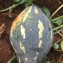 香芋南瓜