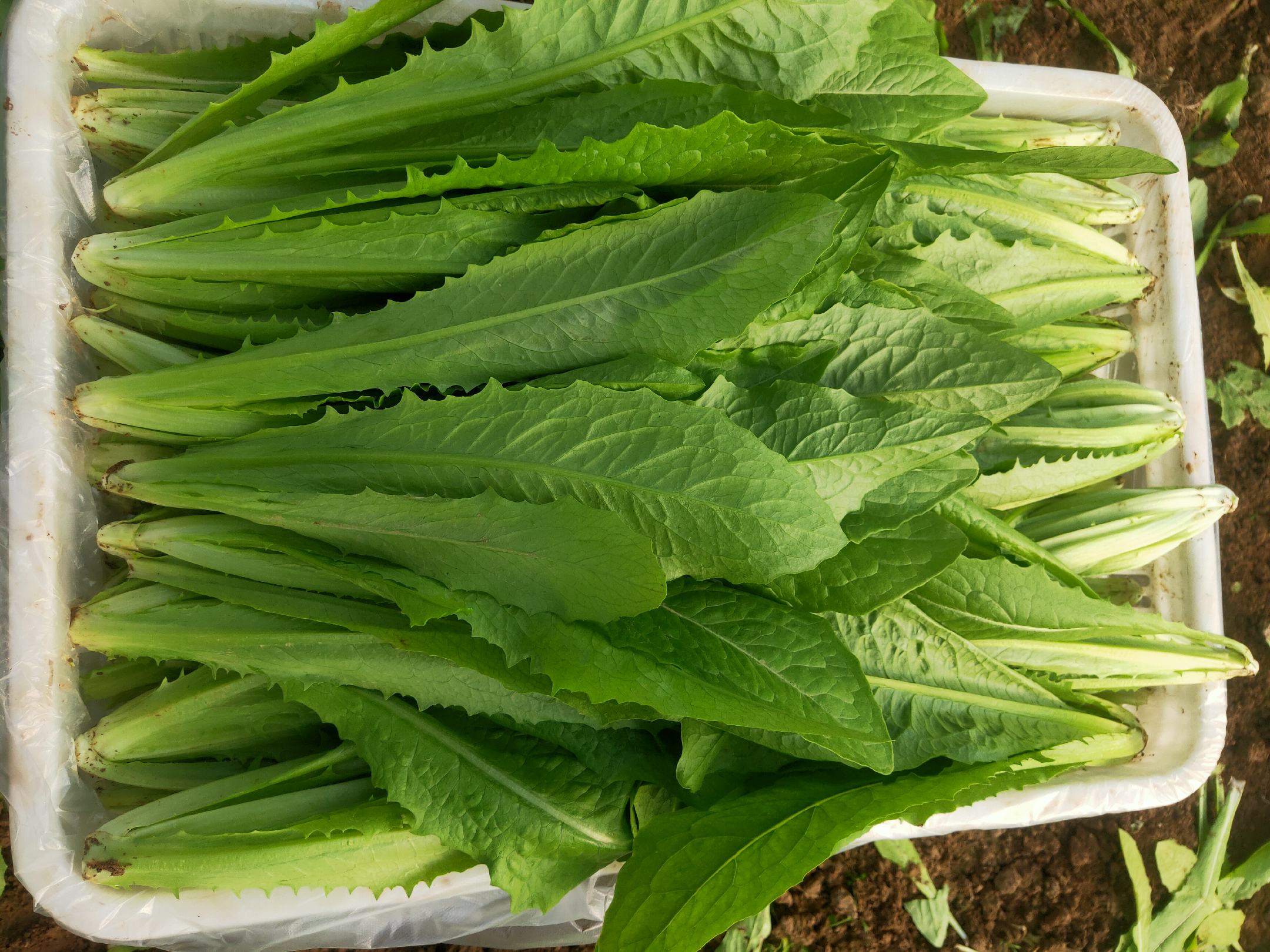 油菜汁搭配水果