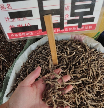 中药材 三白草 新货正品无硫睿安中药材批发