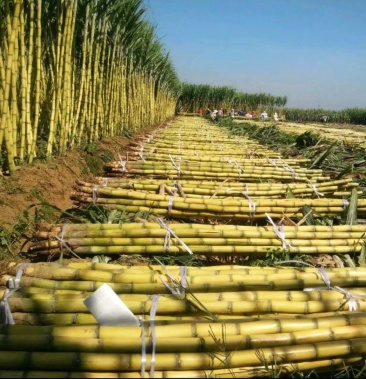 广东英翁两县精品黄皮甘蔗清甜口感好全国发货协助找车