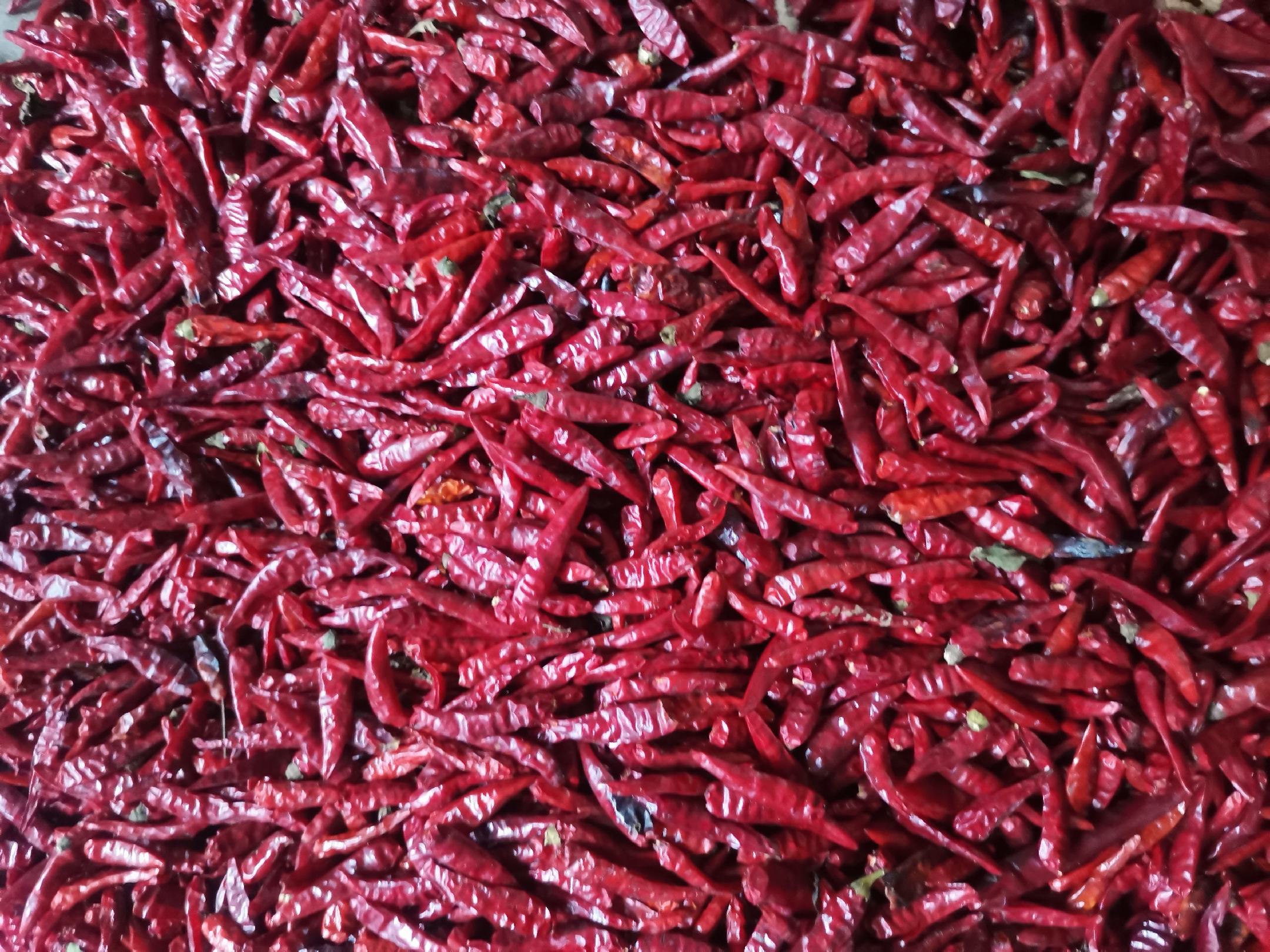 小米椒成品展示图