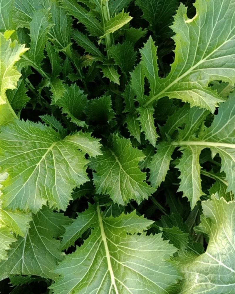 野菜一亩地能产多少斤(野菜一亩地能产多少斤呢)