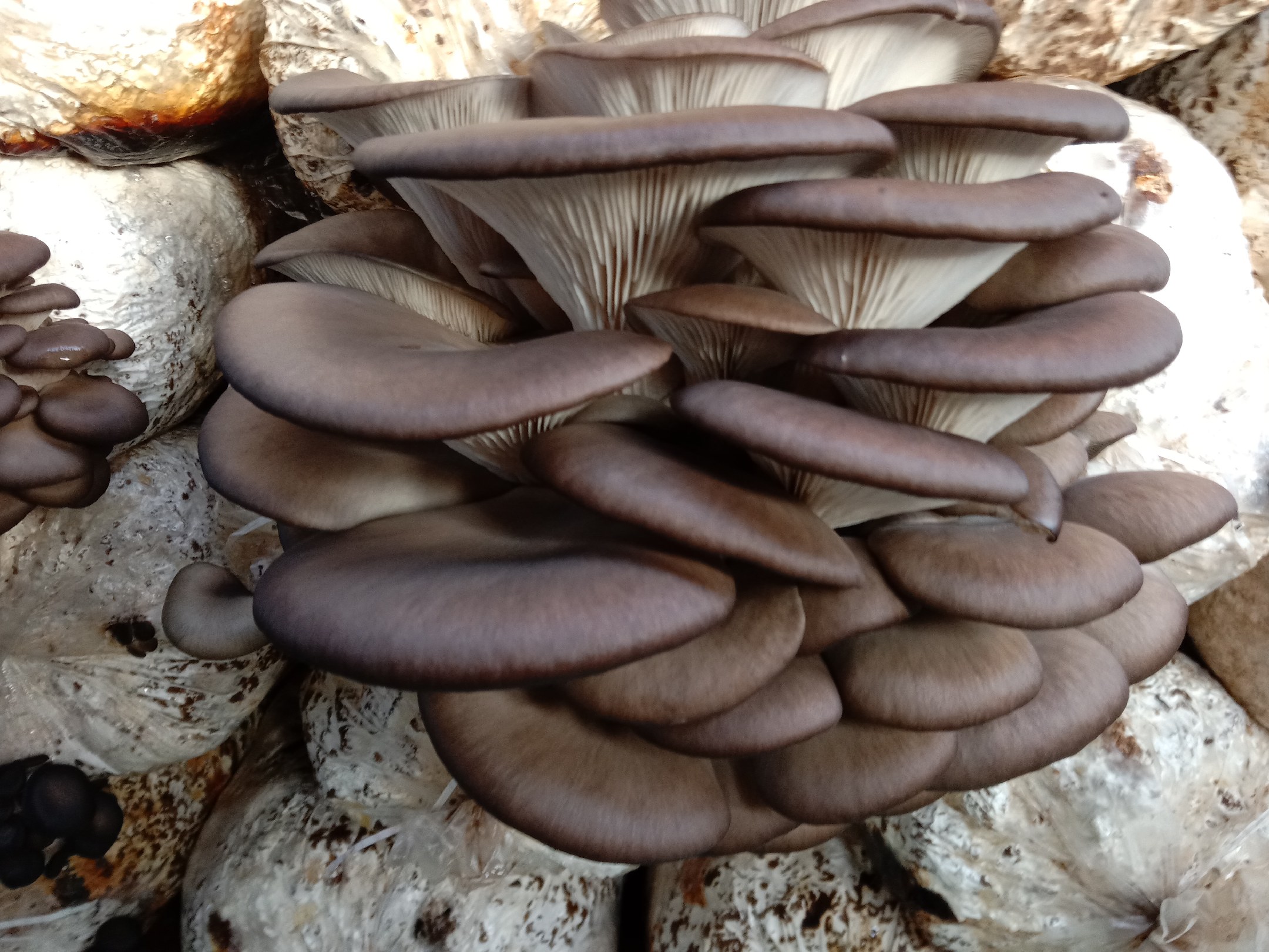 图片展示四种常见平菇品种的实物对比:左侧为白玉菇平菇,菌盖圆形、颜色乳白;中间为灰平菇,菌盖灰褐色、边缘波浪状;右侧为高温平菇,菌盖粉红至浅紫色;下方为黑平菇,菌盖深灰近黑、质地厚实。背景为实验室培养皿中的菌丝体形态 平菇常见品种对比图