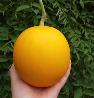 [久红瑞甜瓜批发]久红瑞瑞红香瓜 软糯香甜老少皆宜承接各大电商档口