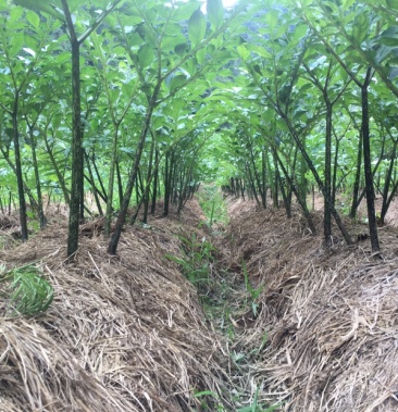 恩施富硒花魔芋鄂魔一号杂交魔芋