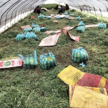 芦蒿种植，保证新鲜
