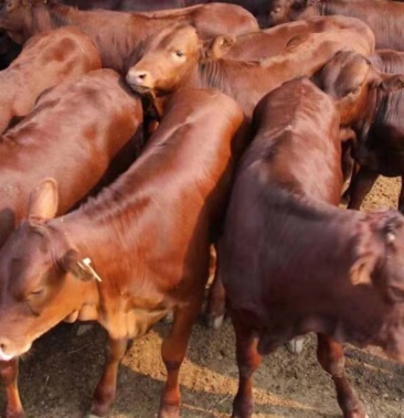 牛犊子活牛36个月小牛活体西门塔尔牛肉牛种牛5元杂交牛