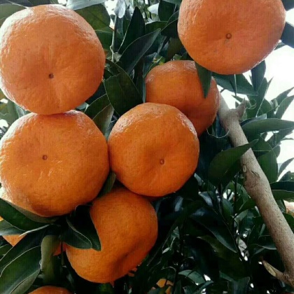 湖南蜜橘 叶桔 柑桔 柑橘产地直销,量大从优,欢迎订购湖北枝江叶桔