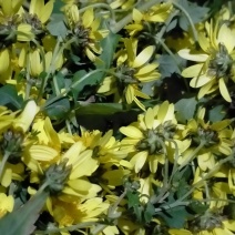 满山的野菊花