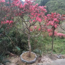 映山红下山桩