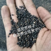 曼陀罗种子新采中草药种子药材种子新采种子药材种子曼陀罗种