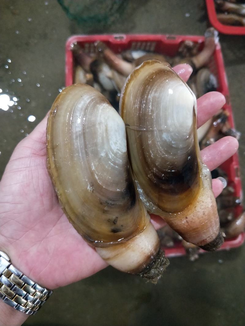 长期大量供应北海本地象拔蚌