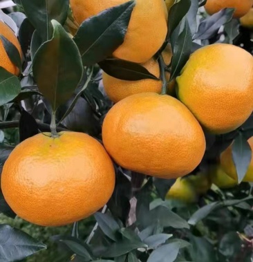 早中熟新品种爱媛46号