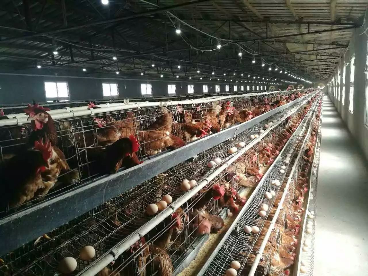 蛋鸡养殖场内部环境