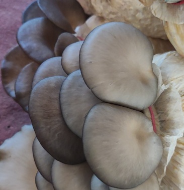 [灰平菇批发]新鲜平菇价格3.00元/斤 - 一亩田