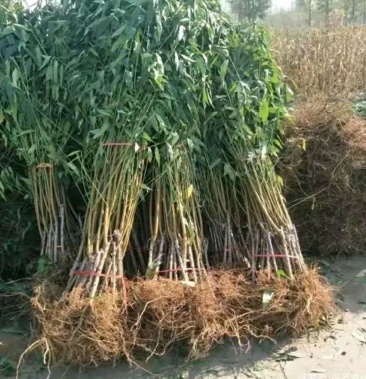 桃树苗新品种早熟黄金蜜四号黄金盘桃黄桃苗口感香甜汁浓