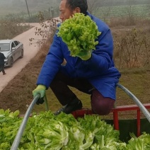 四川广安儿菜精品儿菜大量上市，自产自销欢迎咨询采购