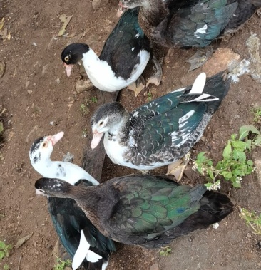 [老鸭批发]云南原生态放养一年以上山地旱鸭老鸭,一只大概5到十斤左右