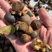 广西高山干茶籽，瑶山野生小茶2.4油量，干茶籽包邮