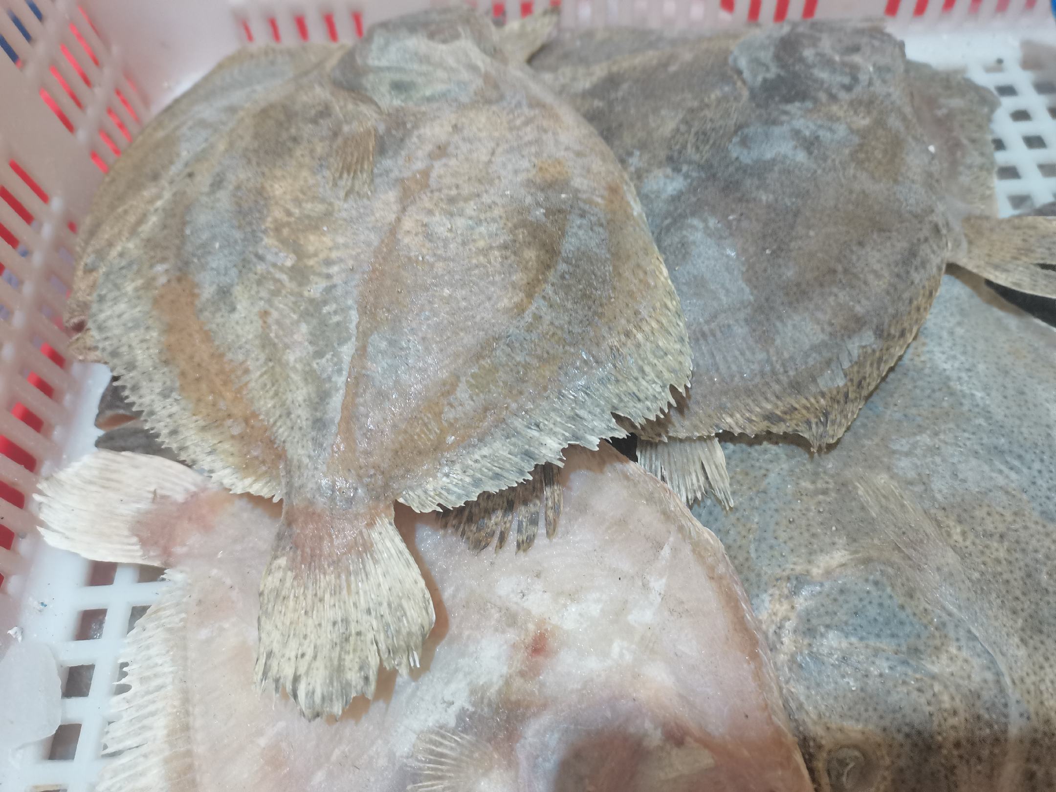 多宝鱼新鲜切片展示