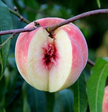 沂蒙山小冬桃寒露小冬桃农家种植脆甜非映霜红5斤新果包邮