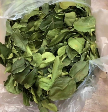 皱皮柠檬叶泰国干柠檬叶