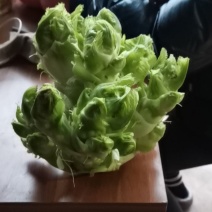 四川儿菜，净菜，货源充足品质保证