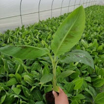 香蕉苗，威廉斯b6，巴西香蕉苗价格优惠，果苗优质产地直销