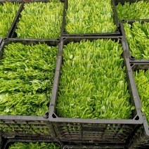 精品豌豆尖大量上市中需要的老板赶紧联系货源稳定