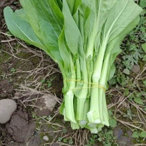 【精选】四川白菜苔新鲜上市量大质优欢迎选购