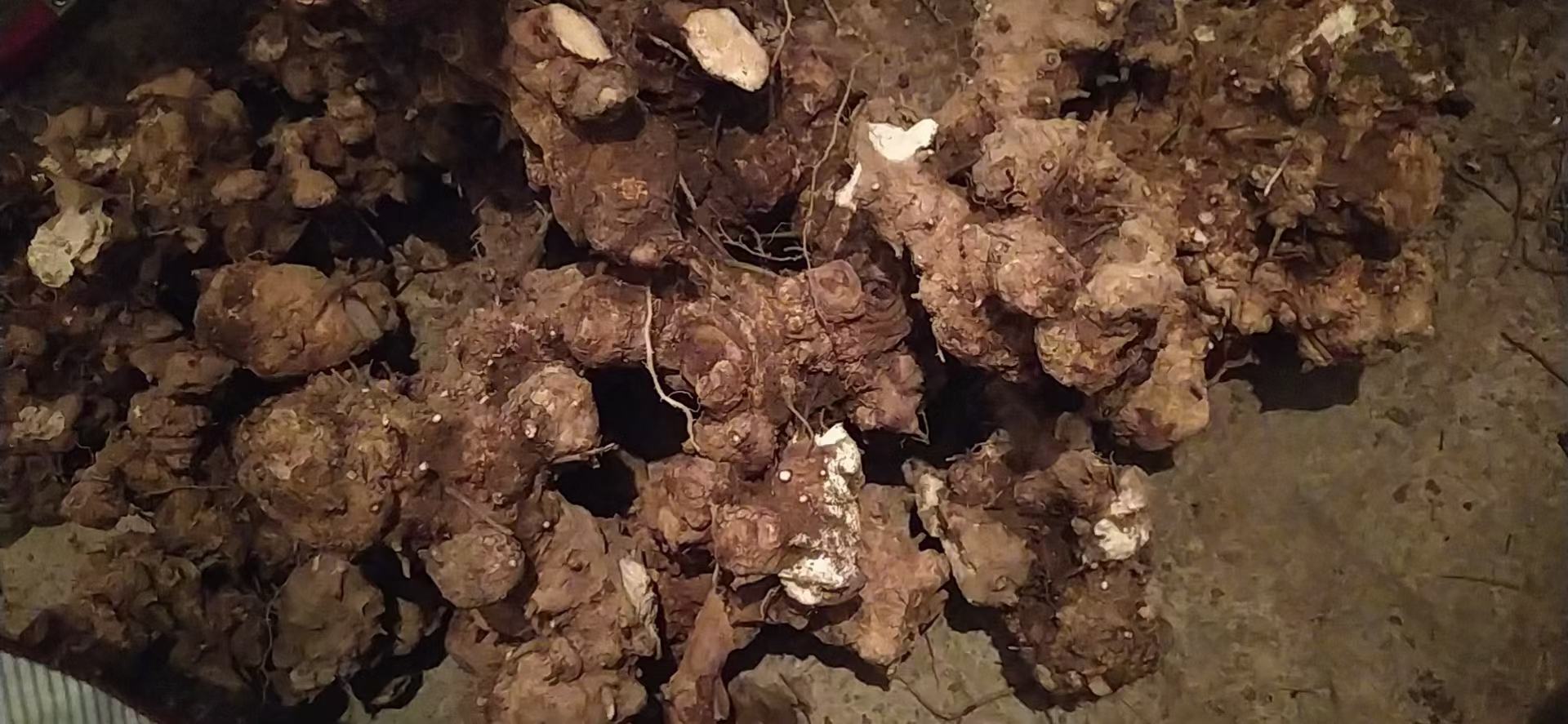 古代医书中的丹桂逍遥散配方记载,展示其历史渊源与传承 古代中医典籍中的丹桂逍遥散记载