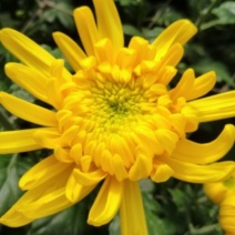 黄菊
