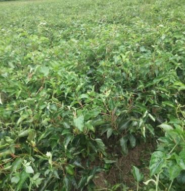 [杨桃苗批发]水杨桃实生苗,杨桃苗嫁接品种多多,抗病,抗水,耐寒.