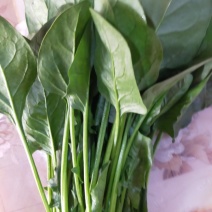 精品大叶菠菜大量上市