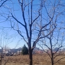柿树