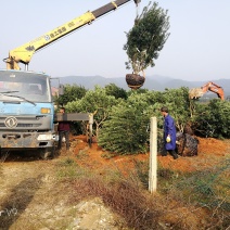 杨梅树苗东魁杨梅正宗嫁接，南方北方均种植基地直供