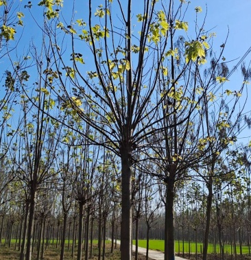 [楸树批发]楸树12公分价格150.00元/棵 - 一亩田