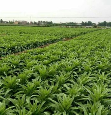 [贡菜批发]贵州毕节种植贡菜价格40.00元/公斤 - 一亩田