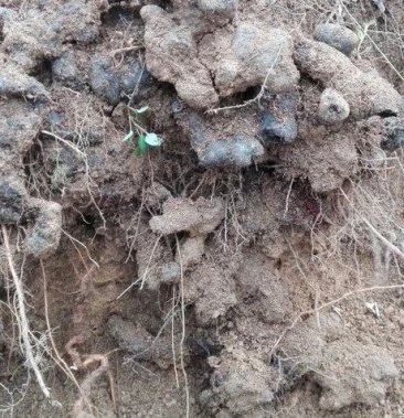 大山深处野生猪苓新鲜猪苓