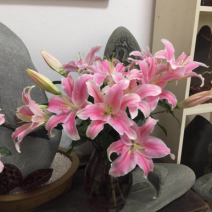 包邮10支各色香水百合鲜切花水养鲜花百合批发一件代发