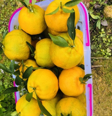 [芦柑批发]芦柑价格2.00元/斤 - 一亩田