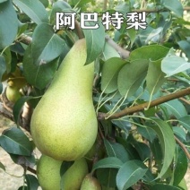 新品种嫁接梨树苗阿巴特梨树苗长颈葫芦形早熟香梨苗西洋梨树