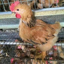 优选K901鸡苗K9麻黄鸡882农科院品种质量优全国发货