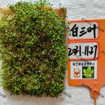 三叶草种子白三叶草籽红三叶草籽四季青草坪牧草果园绿肥