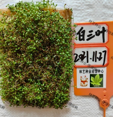 三叶草种子白三叶草籽红三叶草籽四季青草坪牧草果园绿肥