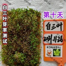 进口白三叶种子红三叶矮生耐阴园林护坡绿化草种